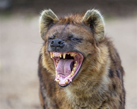 digital photograph of a hyena | Hyena, Animals, Striped hyena