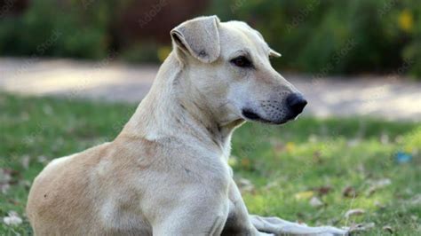 Stray dogs in India: Five facts about them you should know