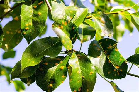 Rust Disease On Plants: How To Identify And Treat It