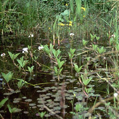 British Native plants or Non-Native pond plants? | Pond plants, Native plants, Plants