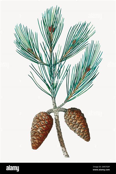 Vintage Aleppo pine and conifer cones vector Stock Vector Image & Art ...