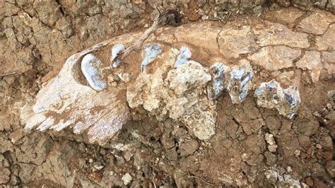 'Pretty stoked': Giant wombat fossil found in Snowy Mountains | The Canberra Times | Canberra, ACT