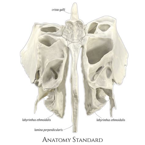 Ethmoid bone. The frontal view | Dental fun, Head anatomy, Medical dental