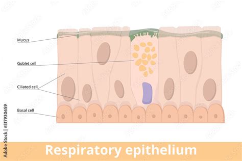 Respiratory epithelium. A type of ciliated columnar epithelium found lining most of the ...