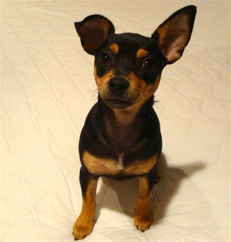 Chihuahua Miniature Pinscher Mix Characteristics - Pets Lovers