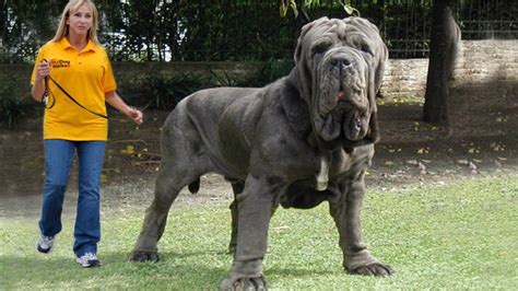 Biggest dogs on Earth