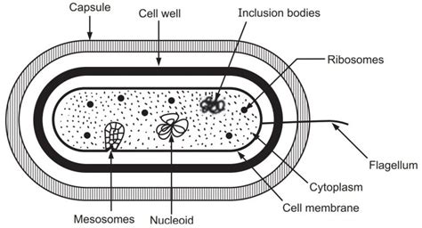 Ultra Structure of Bacteria - Solution Parmacy