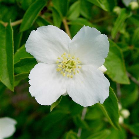 Lewis' Syringa | Syringa, Flowers, Cute small tattoos