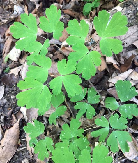 Wild columbine - Florida Wildflower Foundation