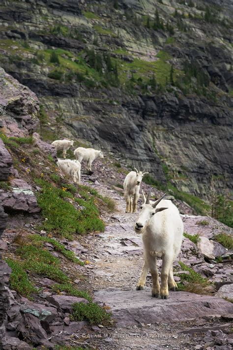 Mountain Goats Glacier National Park - Alan Majchrowicz