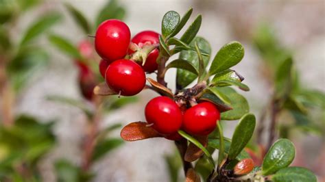 How To Grow And Care For Bearberry - House Digest - TrendRadars