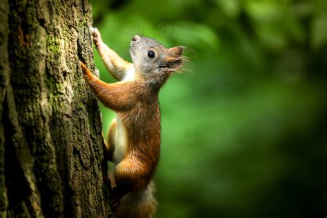 Squirrel climbing a tree image - Free stock photo - Public Domain photo ...