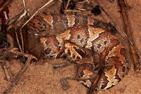 Florida Cottonmouth – Florida Snake ID Guide