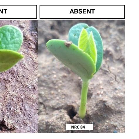 Variation for hypocotyl colour | Download Scientific Diagram