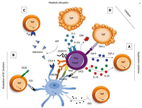 Regulatory T cells control immune responses through a large panel of ...