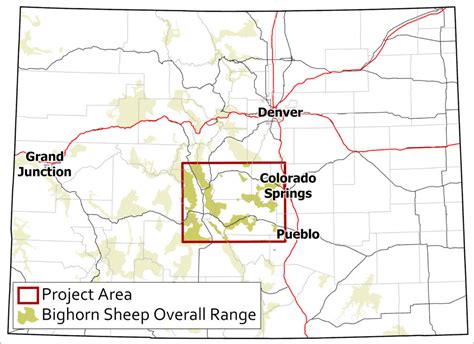 Go Big! Central Colorado Bighorn Sheep Survey | Rocky Mountain Wild