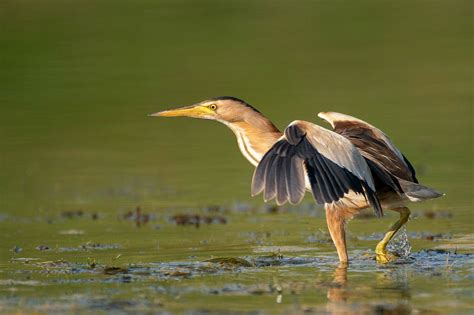 Uzbekistan's Wildlife & Culture - Naturetrek