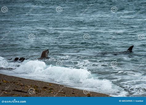 Orca Attack a Seal on the Beach Stock Image - Image of dolphin, ecology ...