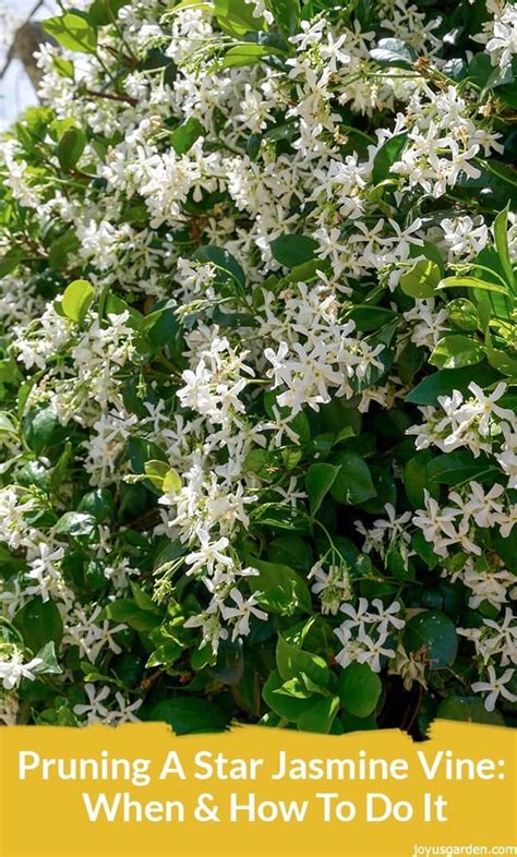 Pruning Star Jasmine: When and How To Do It