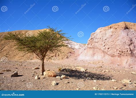 Negev Desert Landscape. Single Tree on Way To Red Canyon. Eilat, Israel ...