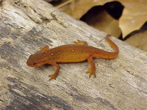 Eastern Newt - Chattahoochee River National Recreation Area (U.S ...