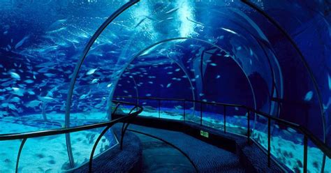 Shanghai Ocean Aquarium | 360 Stories