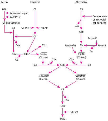 Complement System - Immunology; Allergic Disorders - MSD Manual ...