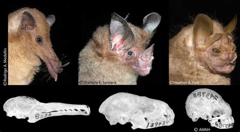 Short Snouts Gave Fruit Bats a Forceful Bite | Live Science