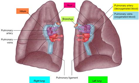 [DIAGRAM] Diagram Of Anatomy Of Lungs - MYDIAGRAM.ONLINE