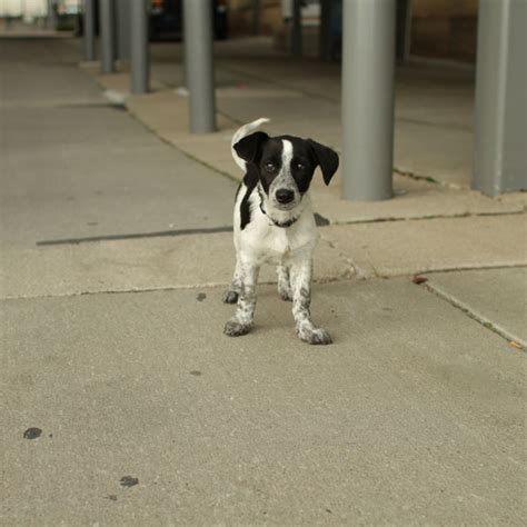 Unnamed Pointer Mix puppy