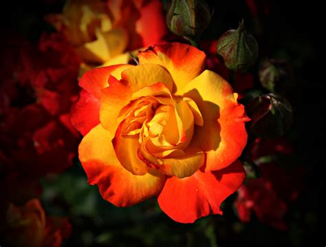 Free Images : blossom, flower, petal, love, red, romantic, yellow, flora, beauty, tender, rose ...