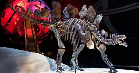 new-stegosaurus-skeleton-at-natural-history-museum | blog | Natural ...