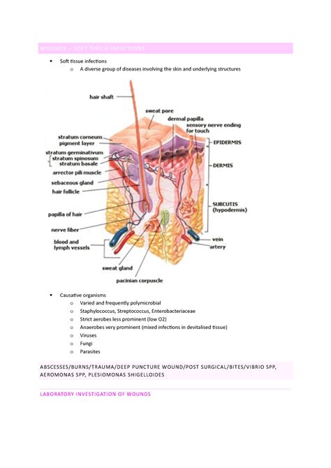 Soft Tissue Infection Information - WOUNDS – SOFT TISSUE INFECTIONS Soft tissue infections o A ...