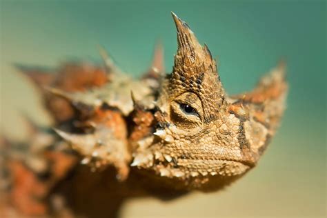 Thorny Devil Facts - CRITTERFACTS