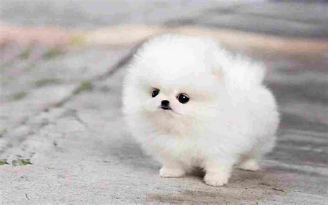 Toy Pomeranian Puppies for Sale in Mumbai | Toy Pomeranian Puppies In Mumbai | Pomeranian dog ...