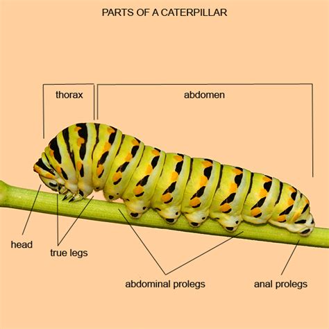 Parts of a Caterpillar - BugGuide.Net