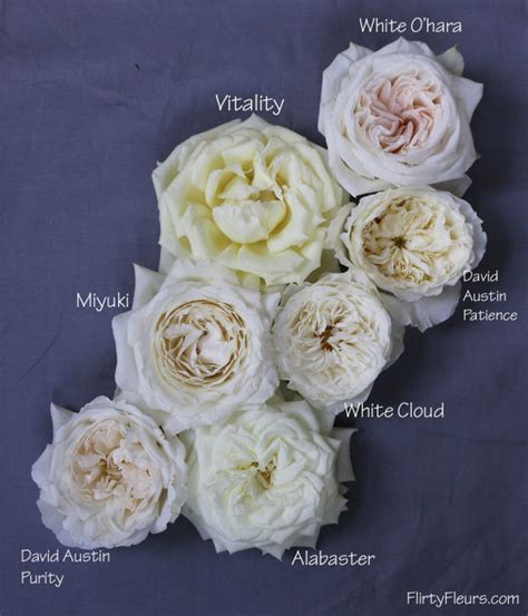 The White Garden Rose Study with Alexandra Farms – Flirty Fleurs The Florist Blog – Inspiration ...