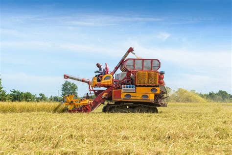 Combine Harvester Working on Rice Field. Harvesting is the Process of Gathering a Ripe Crop ...