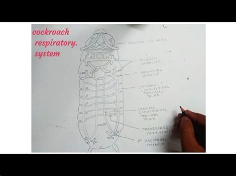 Cockroach Breathing Process Fish Clipart