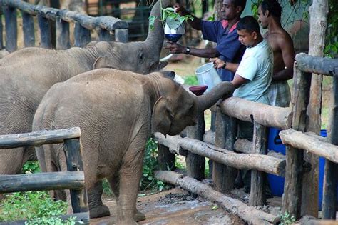 Sri lanka the small miracle: Udawalawe Elephant Transit Home