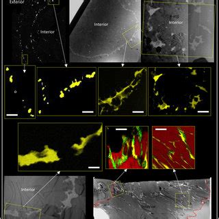 Comparison of carbonaceous material between Precambrian microfossils ...