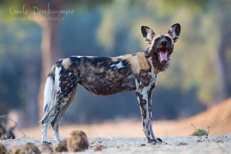 98 Best African wild dogs images | African wild dog, Wolfhound, Hunting ...