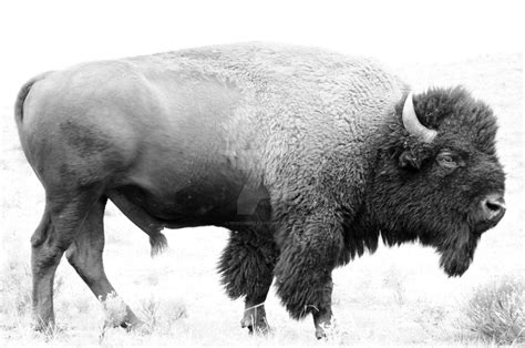 Great White Buffalo | White buffalo, Buffalo, Mammals