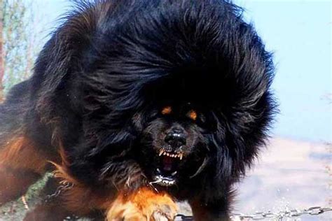 Tibetan Mastiff Bite Force