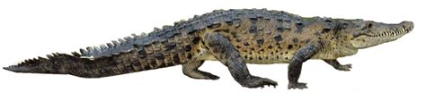 Crocodile PNG Images Transparent Background | PNG Play