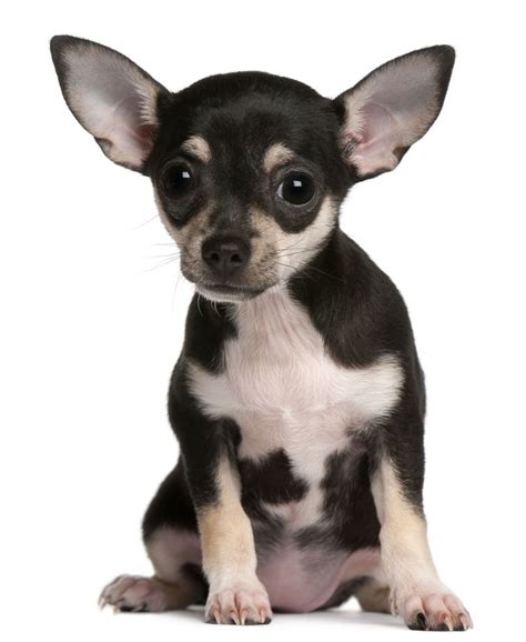 Apple Head Chihuahua Rat Terrier Mix - Pets Lovers