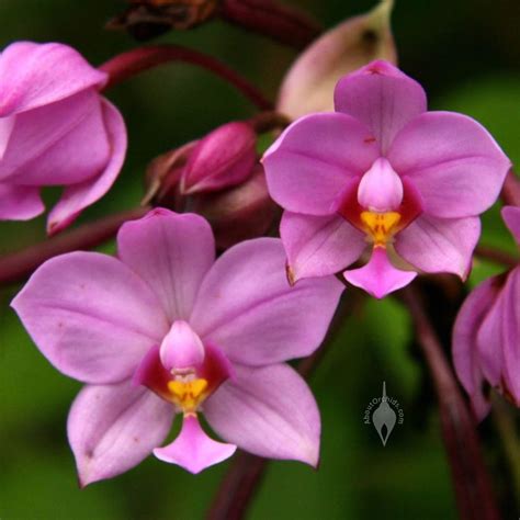 AboutOrchids » Blog Archive » Easy Orchid Species