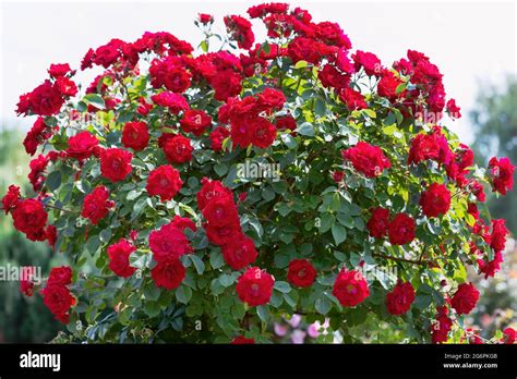 Exquisite shaped rose flower hi-res stock photography and images - Alamy