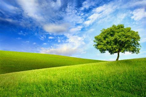 Single Tree On Top Of A Green Hill Stock Photo - Image: 38447802