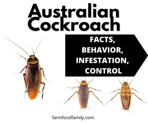 Australian Cockroach: Facts, Habitats, Infestation, and Identification